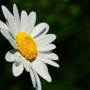 Meet your Posher, Bobbie